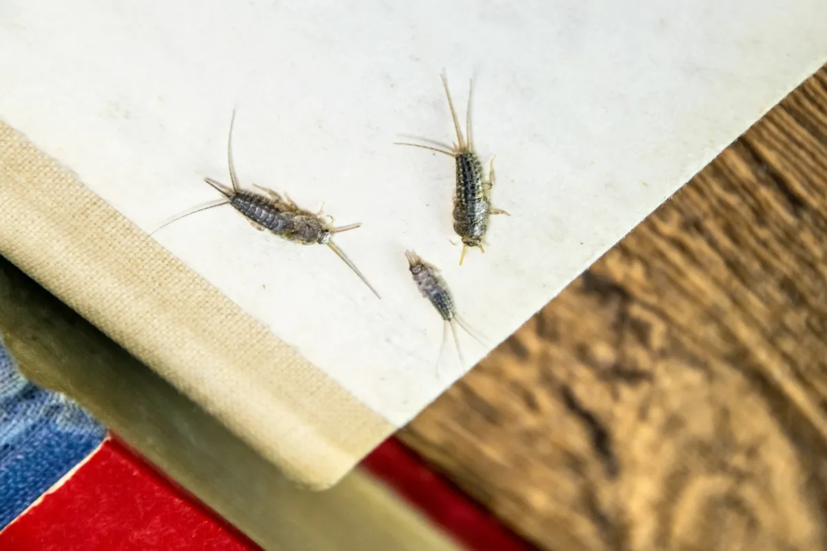 silverfish feeding in the book