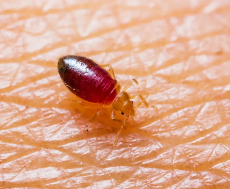 baby bed bug