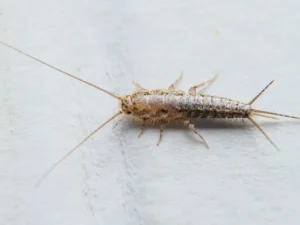 silverfish feeding on paper