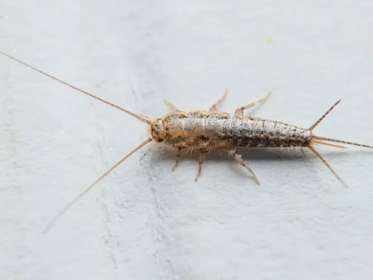 silverfish feeding on paper