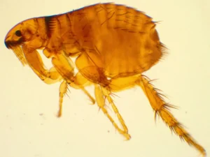 image of a flea