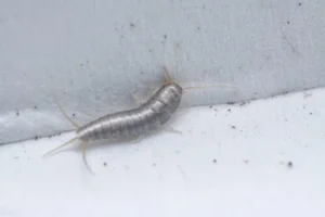 silverfish crawling at home