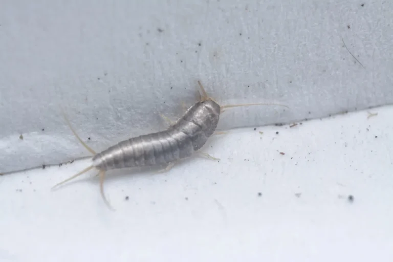 silverfish crawling at home
