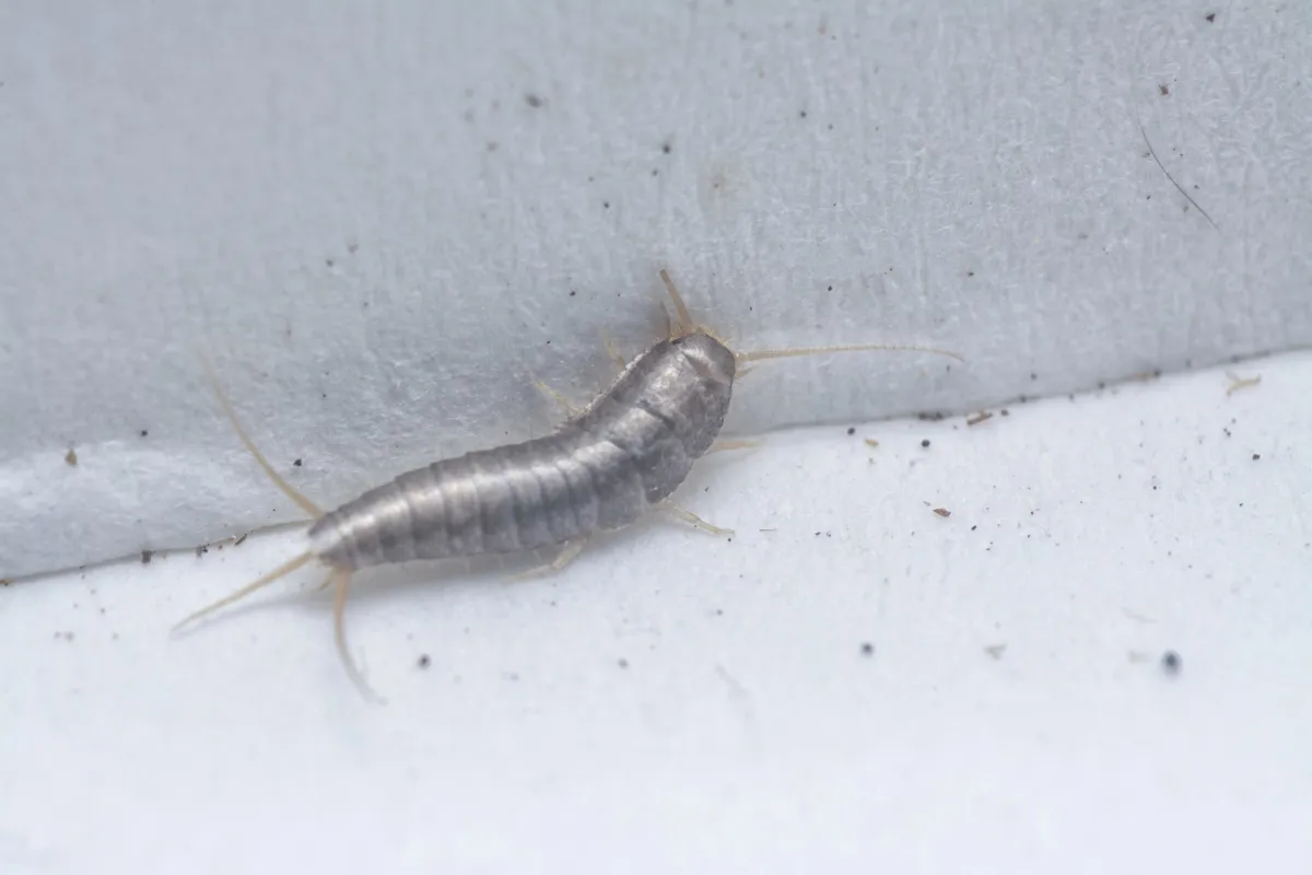 silverfish crawling at home