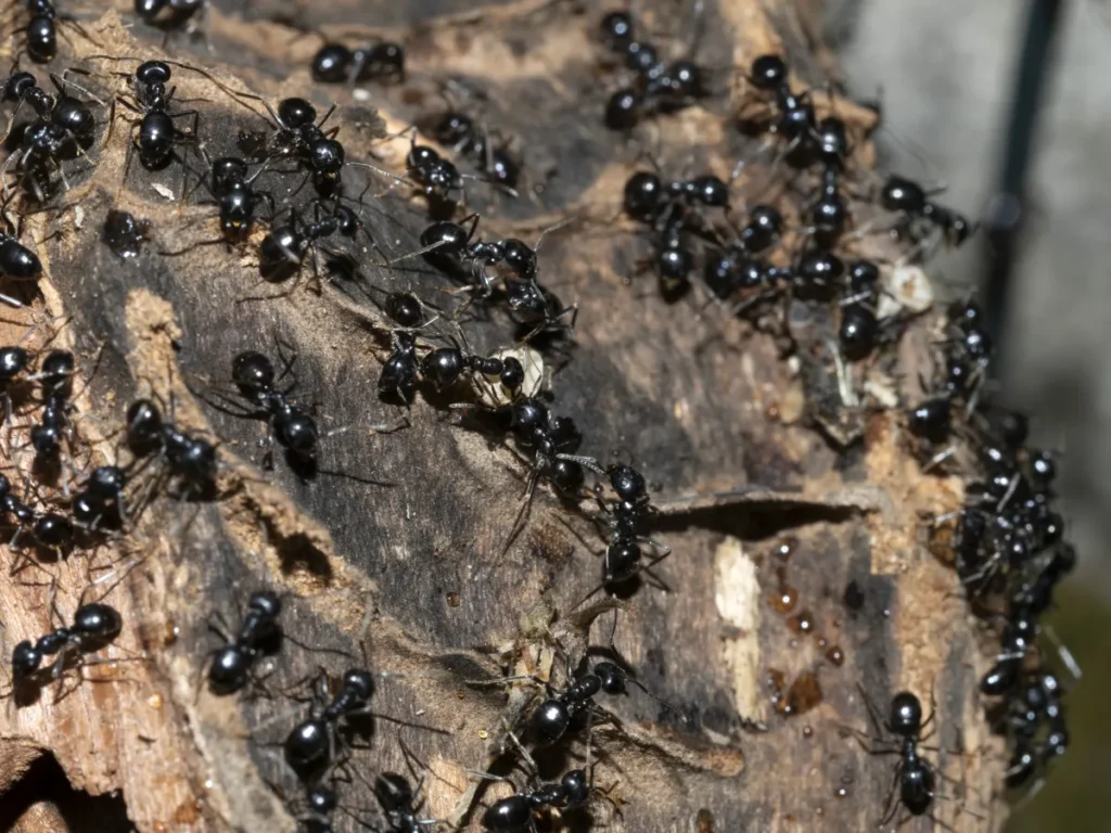 ants inside the anthill