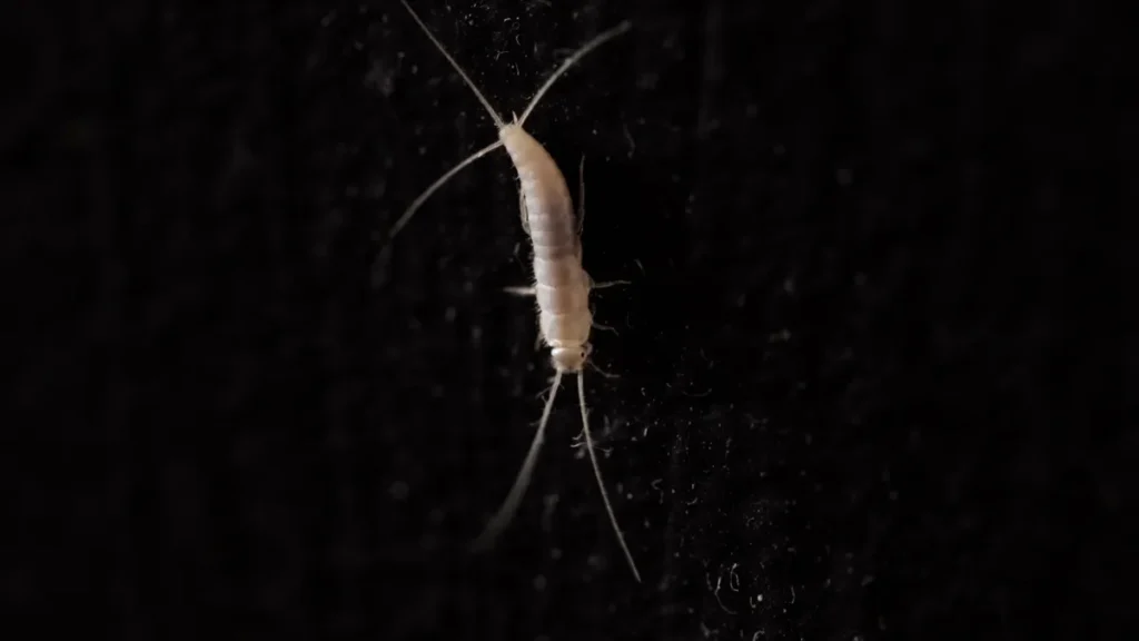silverfish in a black background