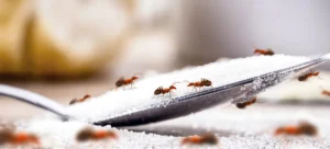 ants on the spoon of sugar