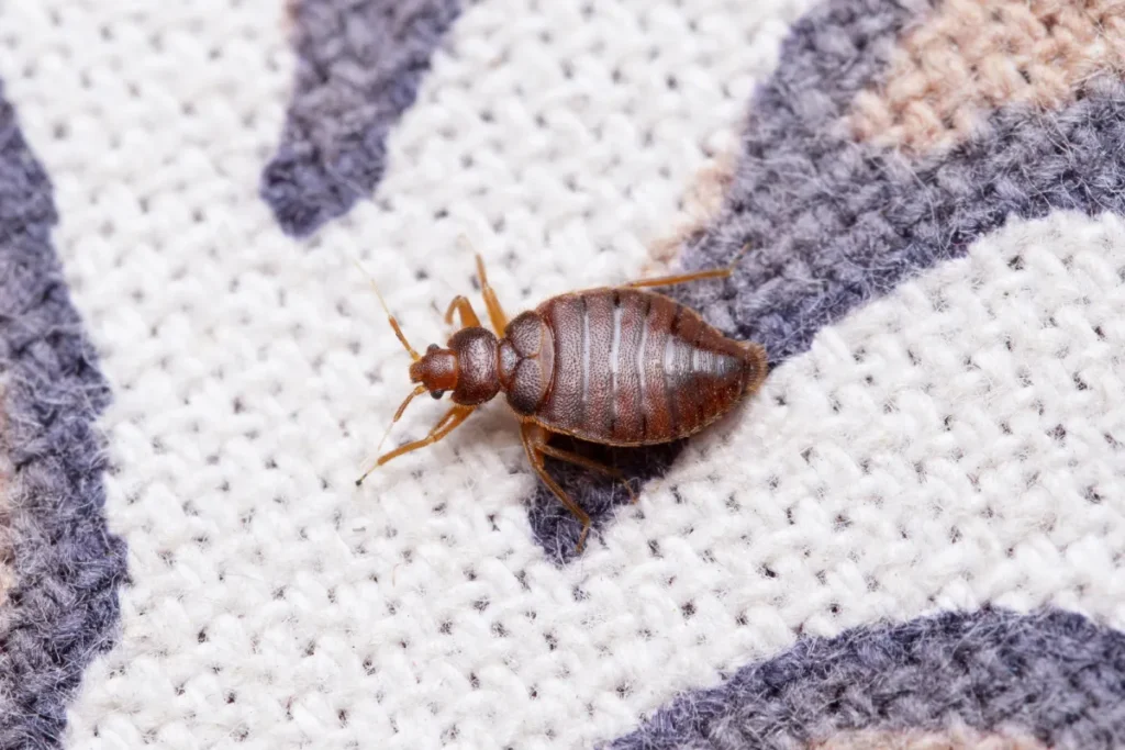 bug in the rug