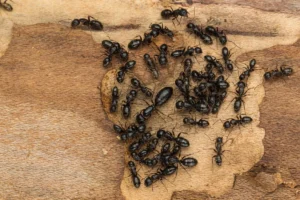 ant colony