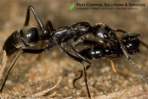 ant