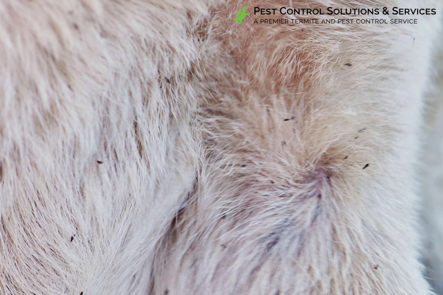 Fascinating Physics of Flea Movement: Wings to Leaps