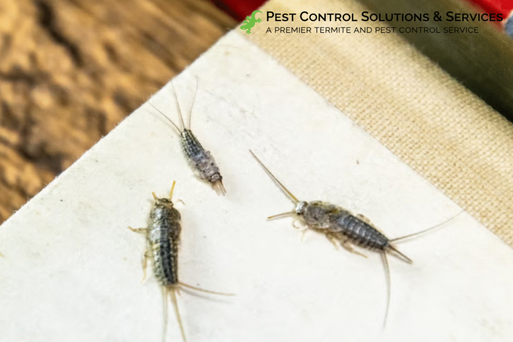 silverfish