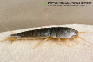 silverfish