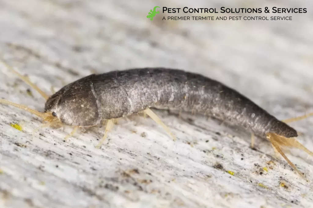 silverfish