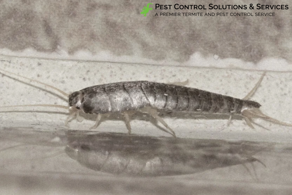 silverfish