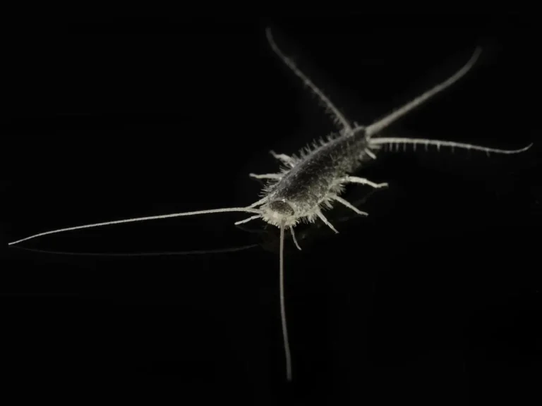 silverfish on black background