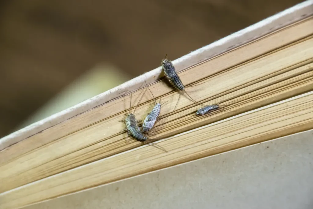 insect feeding on paper