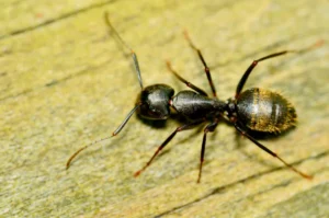 carpenter ant