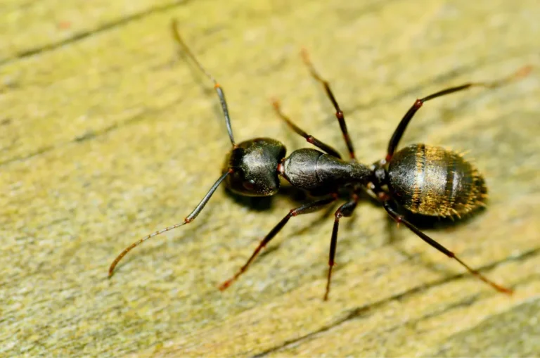 carpenter ant