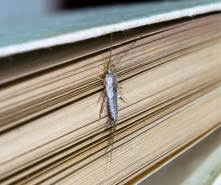 silverfish on the book