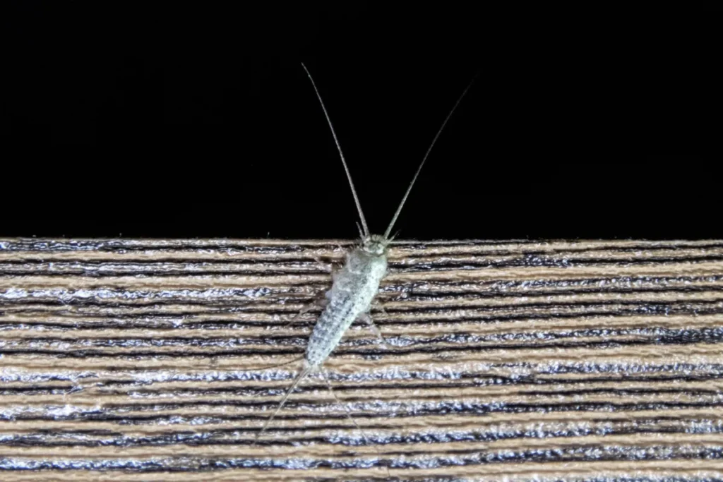 silverfish on paper