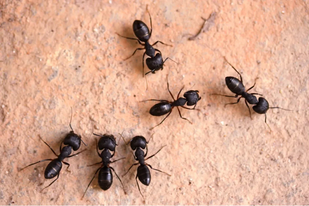 carpenter ant