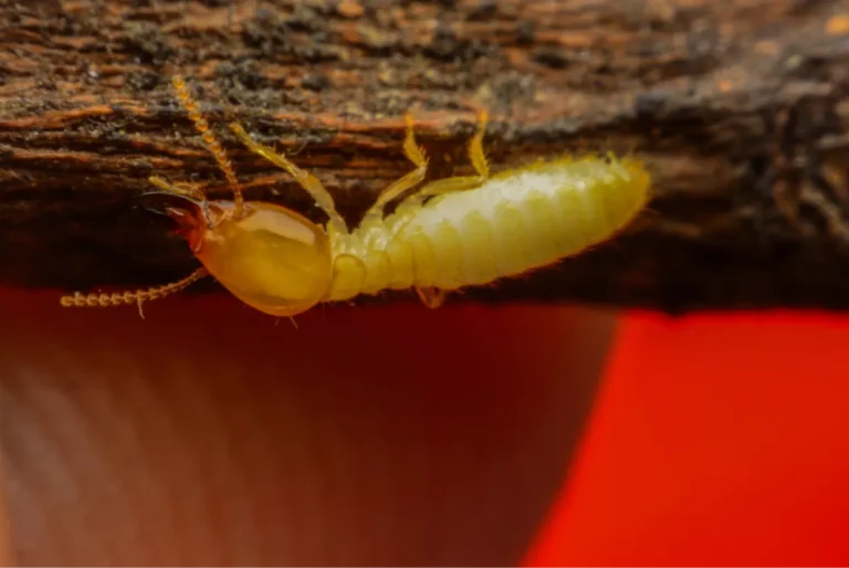 termite