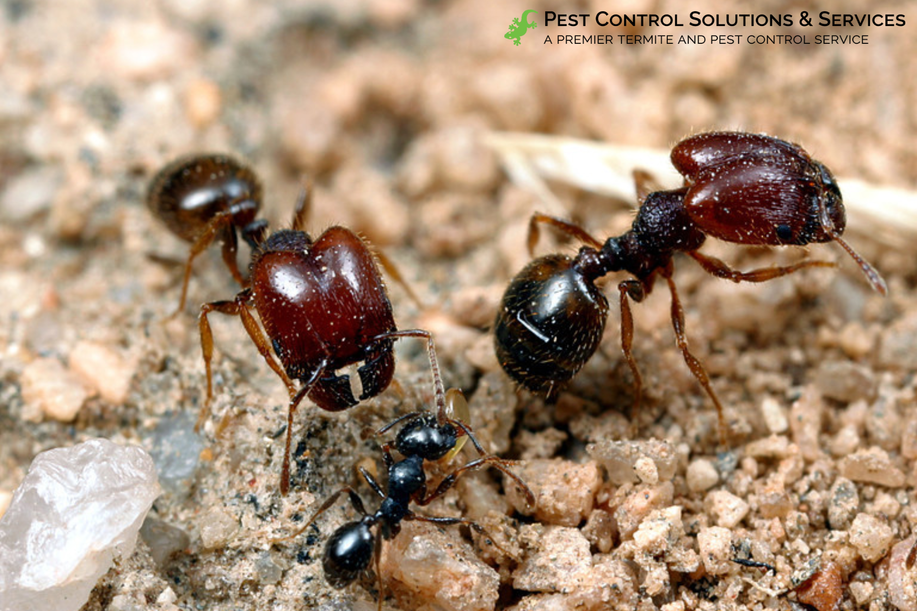 ant control