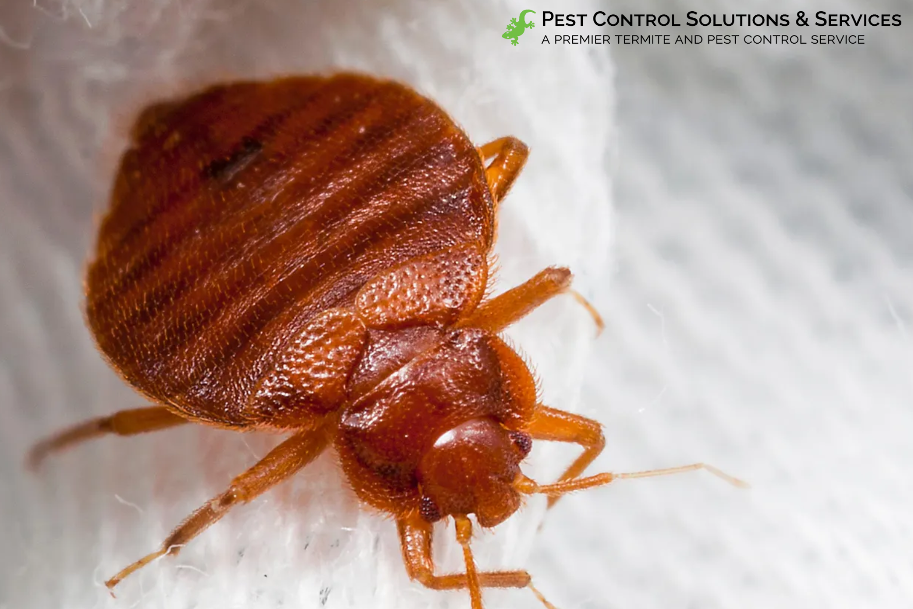 bed bug