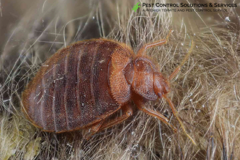 bed bug control