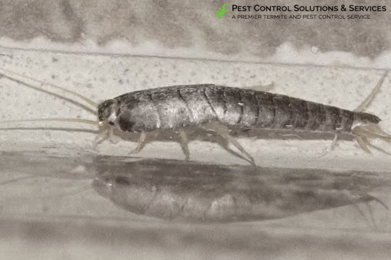silverfish
