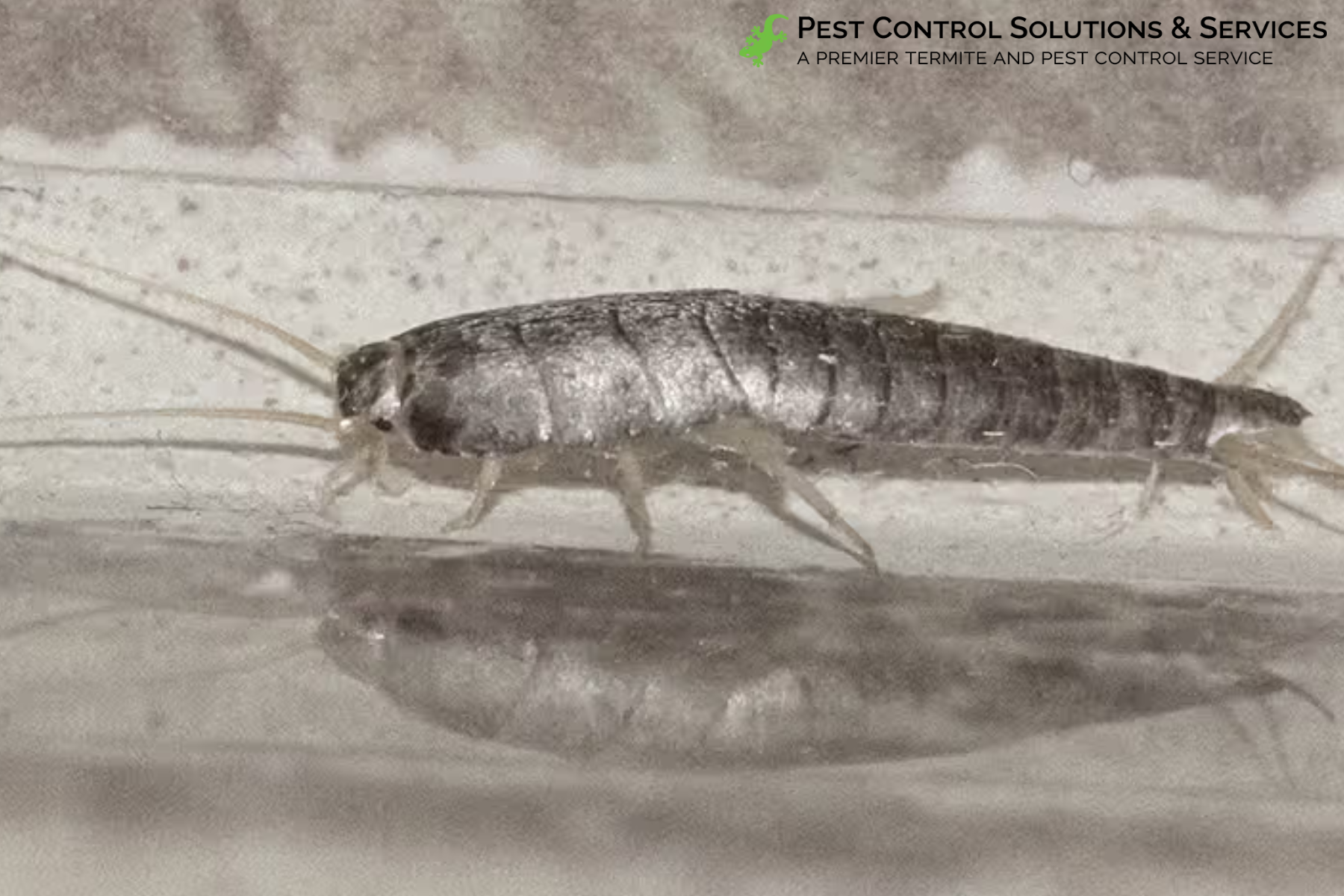 silverfish