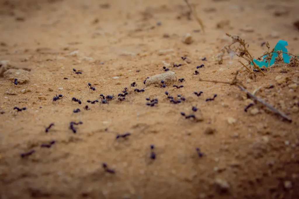 black ants walking on dirt