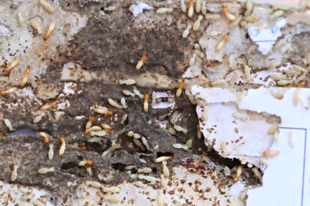 termites eating wood