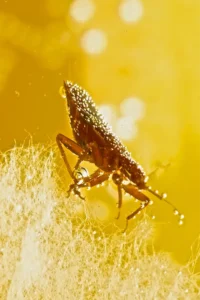 side view of bed bug