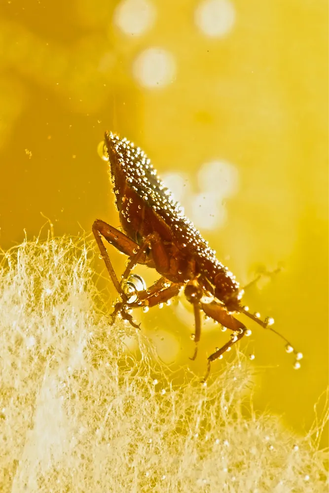 side view of bed bug