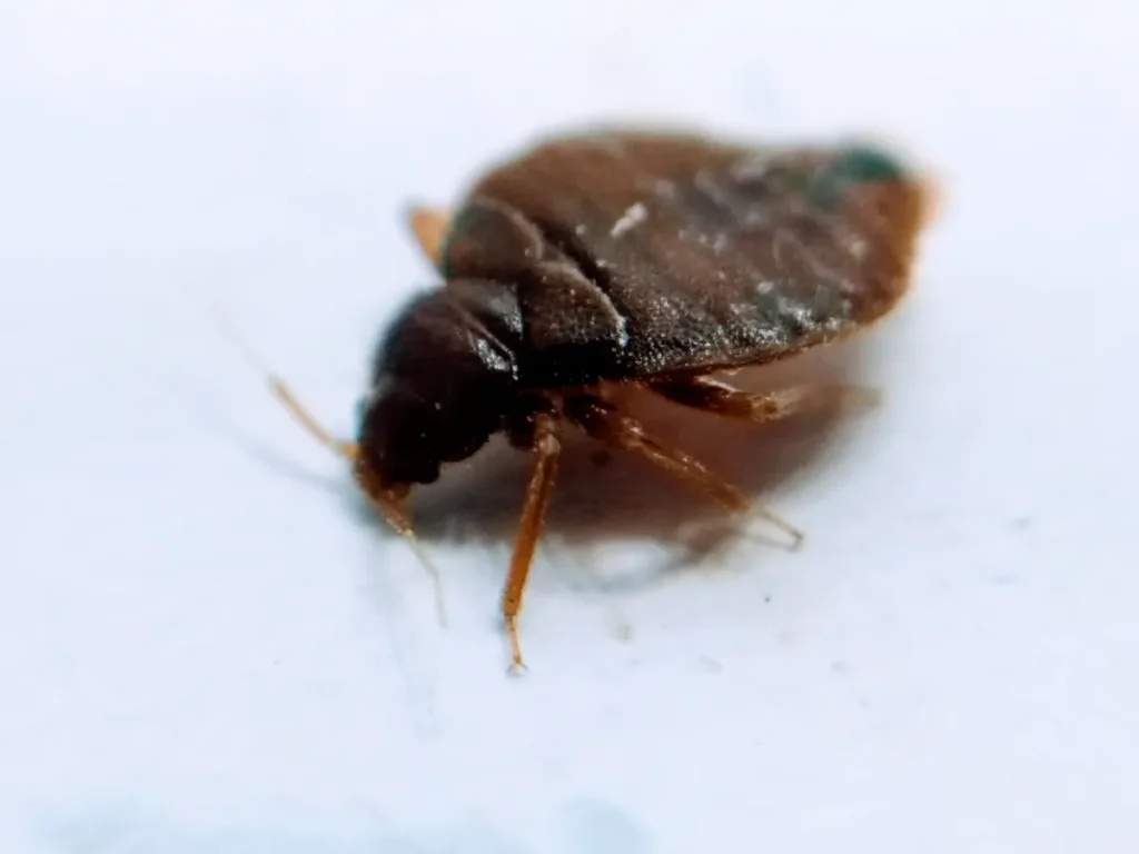 close photo of bed bug