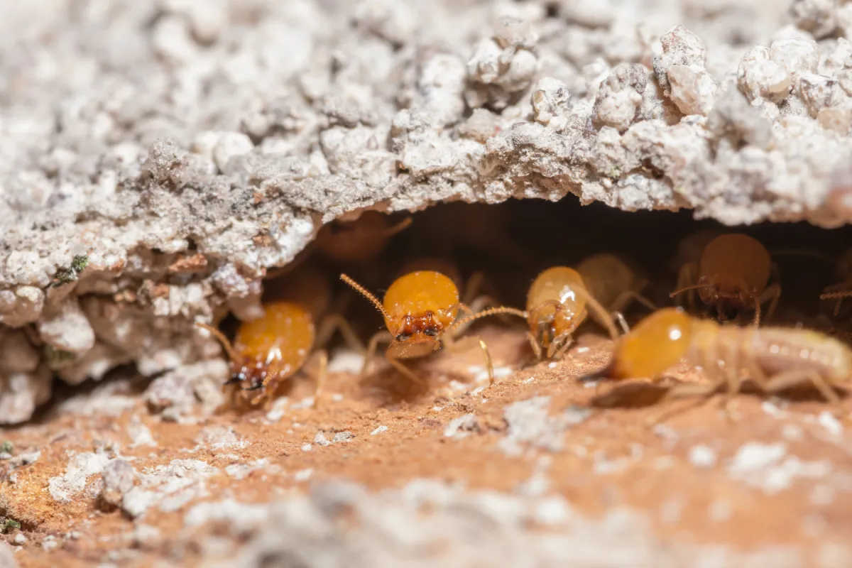 termites are walking on the log