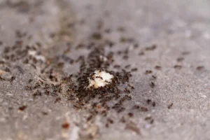 many ants on bread