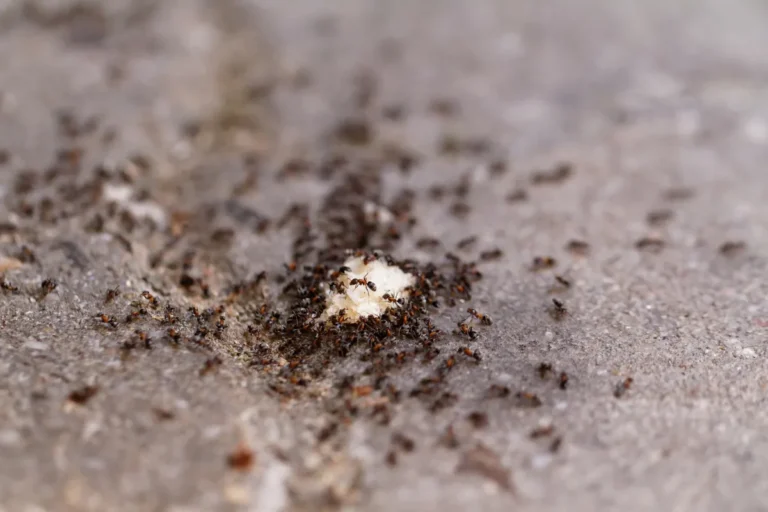 many ants on bread