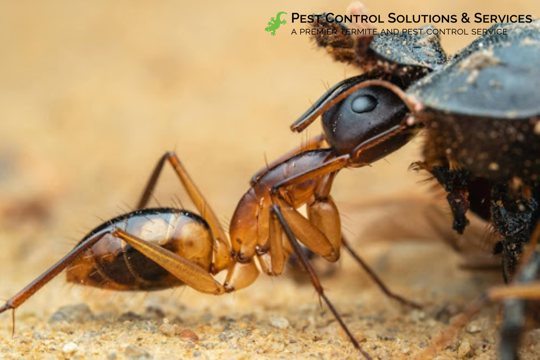 ant