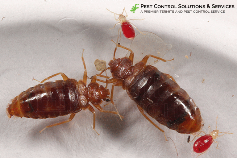 bed bug