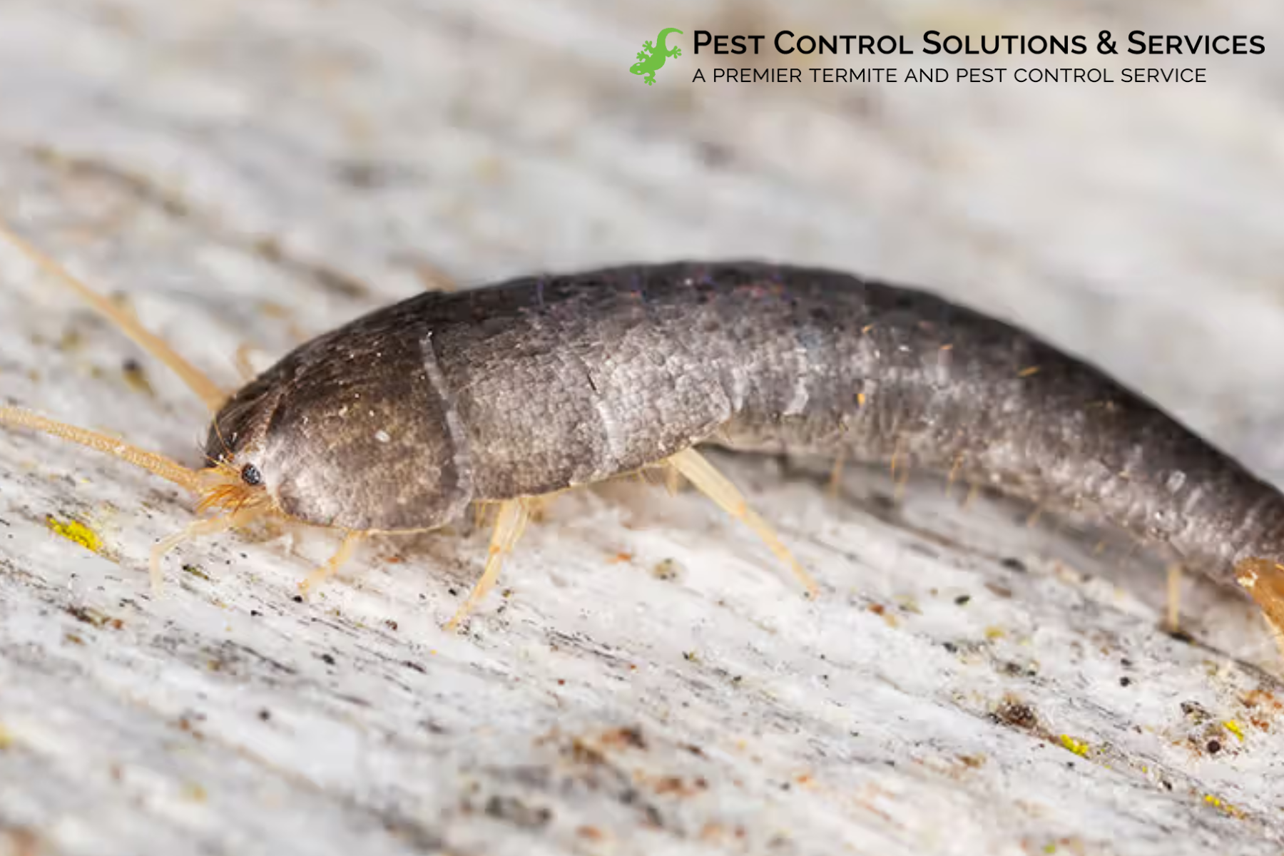 silverfish