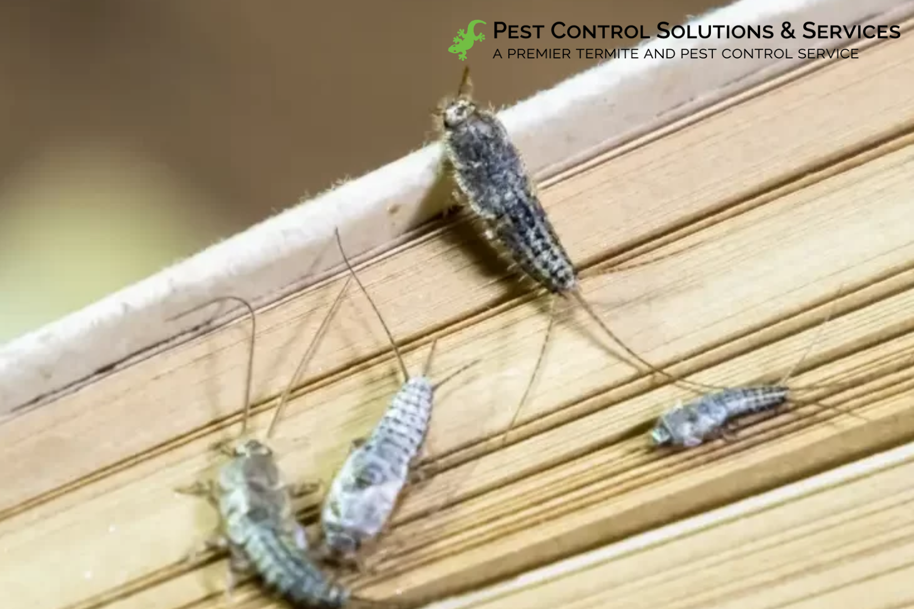 silverfish