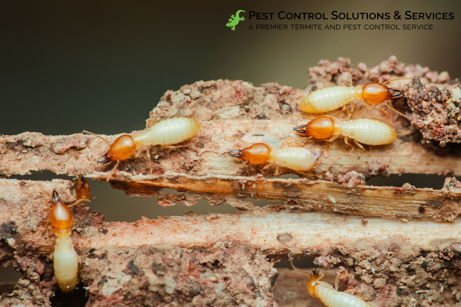 termite