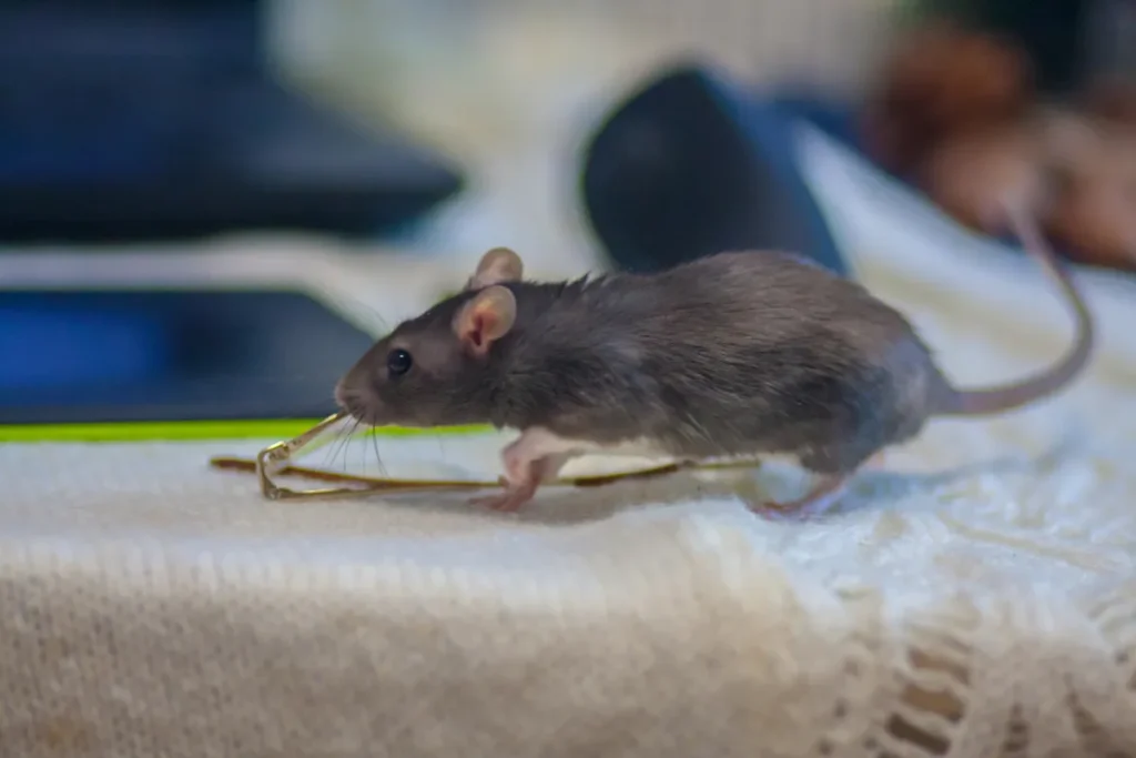 rat