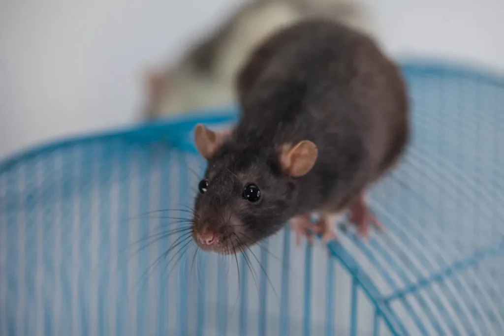 rodent 