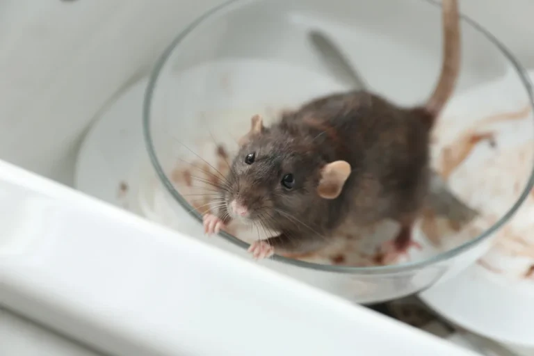rat in the kitchen dirt