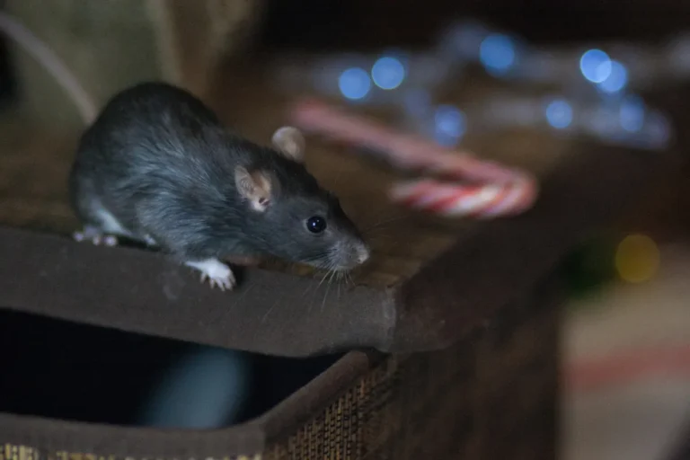 rodent