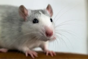 close up photo of a cute rat